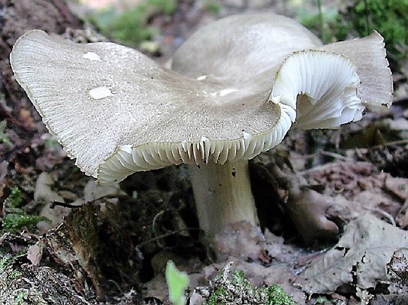 410 Agosto vecchio ritrovamento